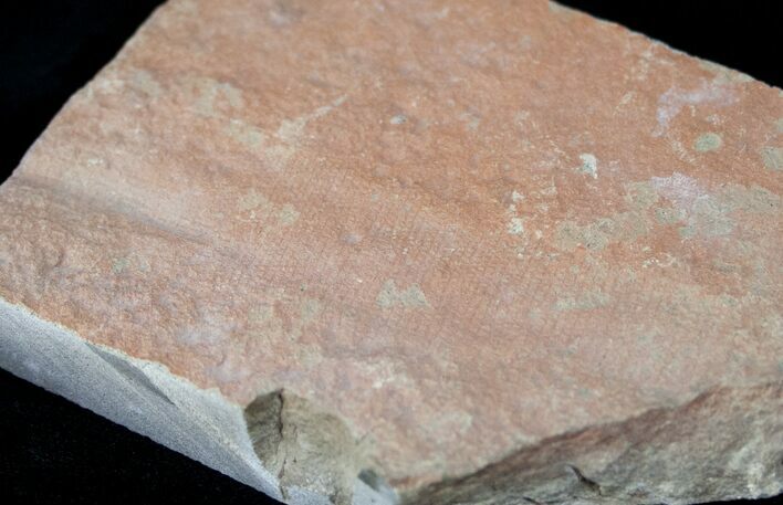 Rare Fossil Reptile Skin Impression - Green River Formation #12259